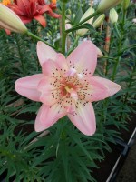 [4007 Noelle s Favorite No02.JPG]